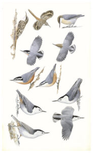 Keith Hansen: Birds of the Sierra Nevada