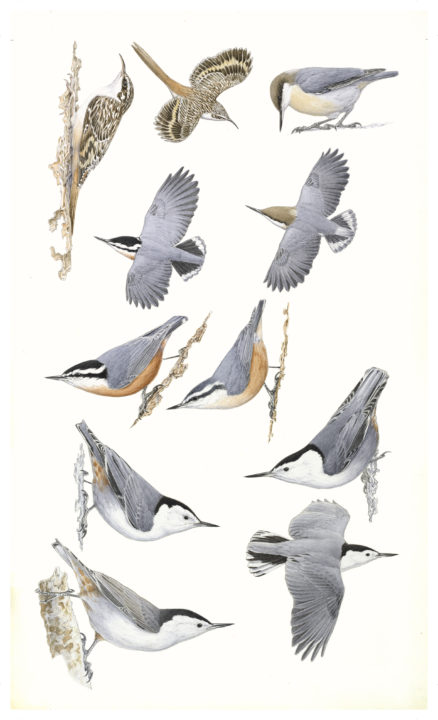 Keith Hansen: Birds of the Sierra Nevada