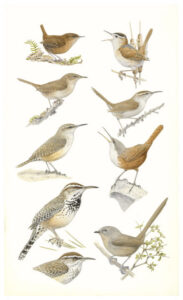 Keith Hansen: Birds of the Sierra Nevada
