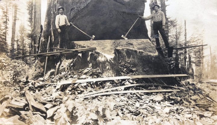 Rare image of redwood loggers in coastal Marin