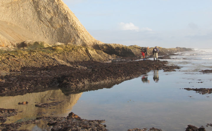 Low Tide Duxbury Reef Walk with Kent Khtikian