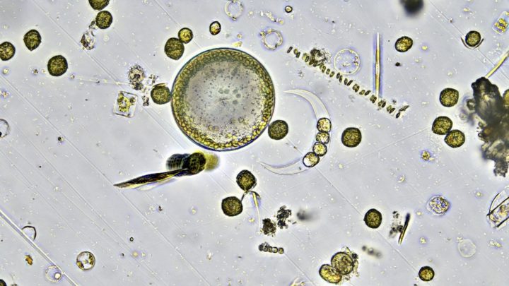 The Astonishing World in a Drop of Water with Jenny Jacox and Janai Southworth